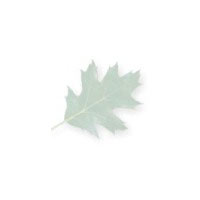 large leaf background