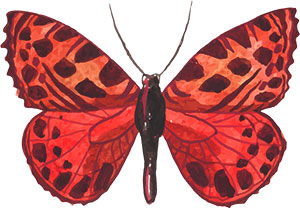 red butterfly clipart